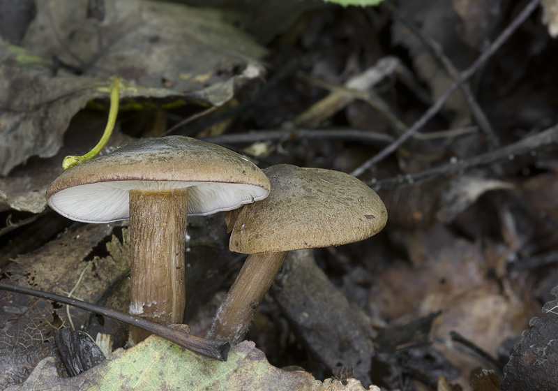 Rugosomyces obscurissimus